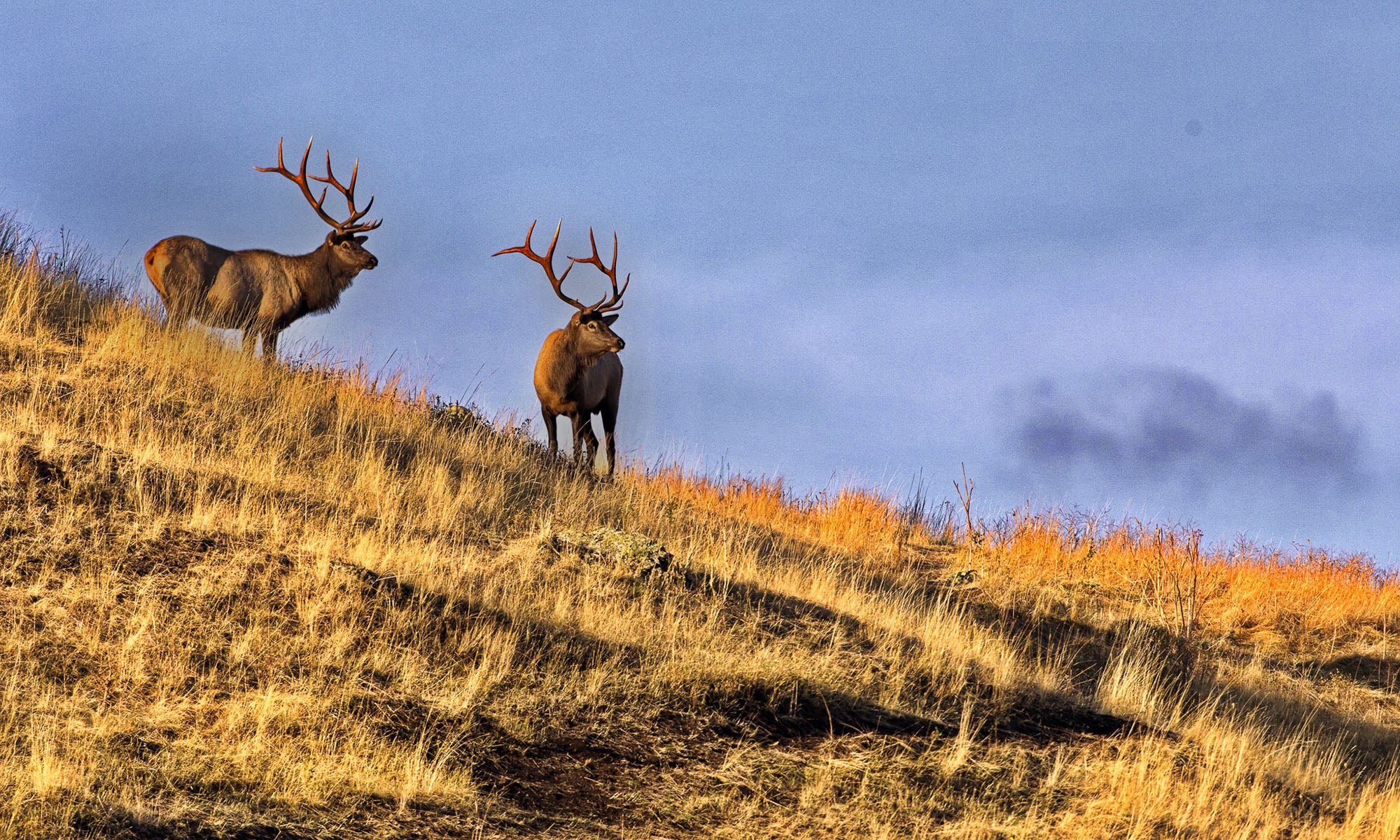 Two bull elk stand on a hillside on the Flathead Reservation in Montana.