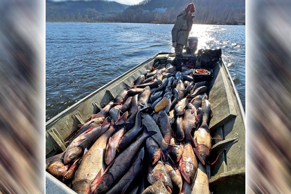 Tagged fish lead to historic week for Asian carp captures on Pool 6 of the Mississippi – Outdoor News
