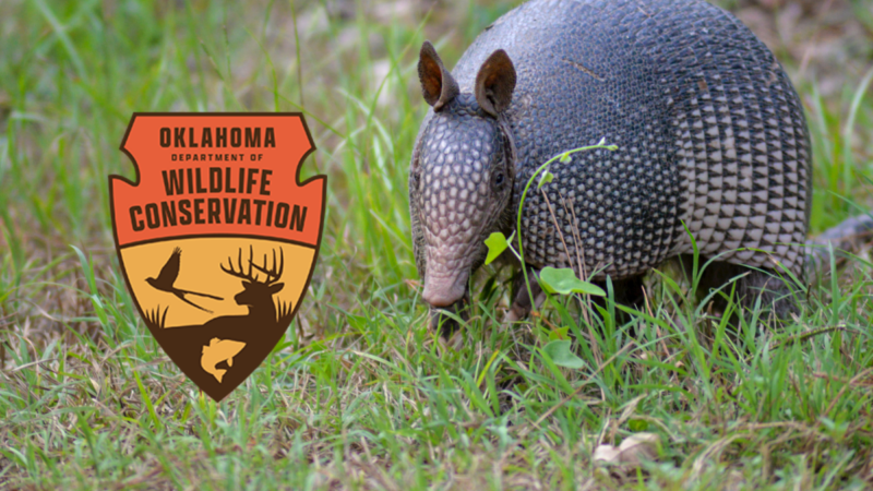 The Oklahoma Department of Wildlife Fail to Tackle a TikTok Trend but Hilariously Rant About Armadillos Instead