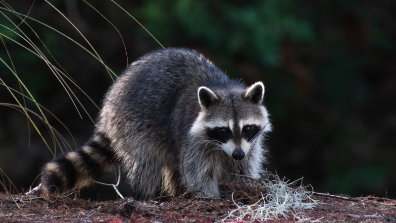 The Outdoors.com Guide to ‘Fighting’ off Tiny Animals—From Skunks to Mosquitoes