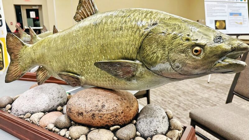 Time to stop spread of grass carp is now in Ohio’s Sandusky River – Outdoor News