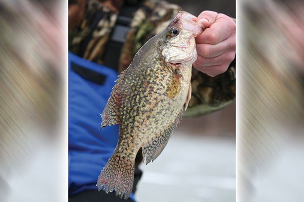Vic Attardo: Savvy techniques for catching crappies on the ice – Outdoor News