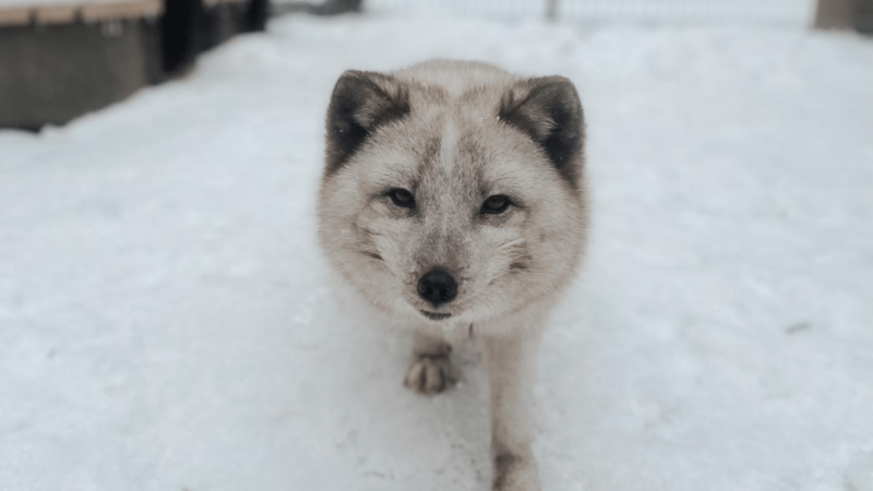 Wake Up With These Adorable Arctic Foxes
