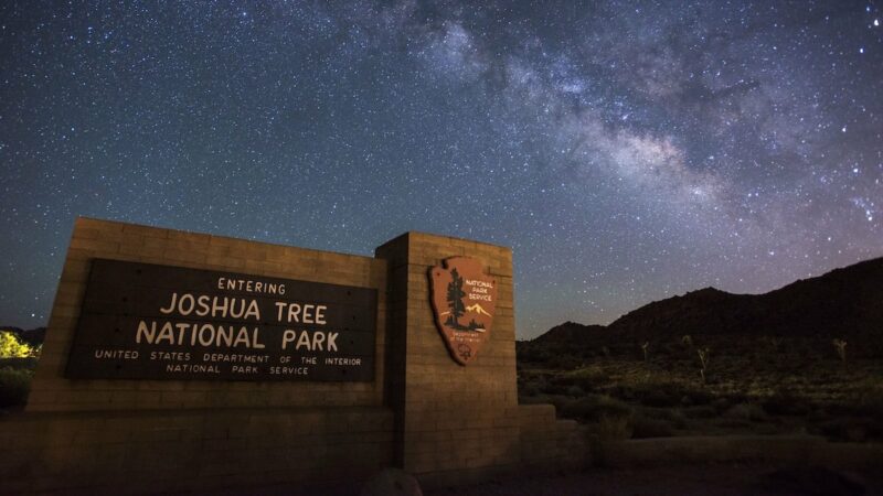 Why Was ‘Joshua Tree’ Trending Today? An Investigation