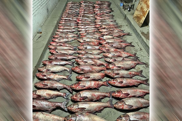 WI Daily Update: Biggest-ever catch of Asian carp on the Upper Mississippi River – Outdoor News