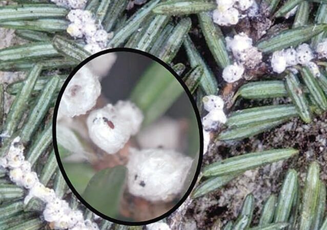 Winter is the time to check trees for hemlock woolly adelgid – Outdoor News