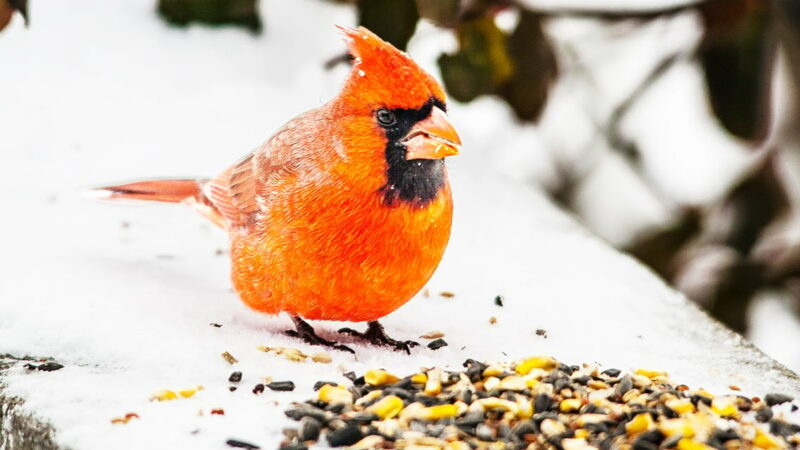 Winter wings: Your guide to crafting a backyard haven for birds – Outdoor News