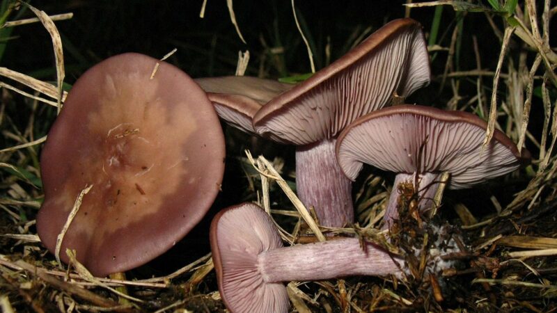 5 Winter Mushrooms to Forage for in January