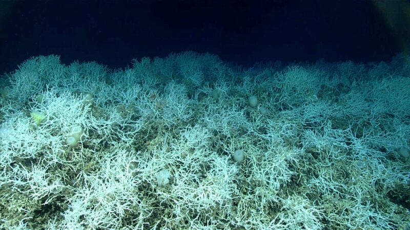 A Coral Reef ‘Bigger Than Vermont’ Discovered off Florida, And It’s Not What You Might Expect  