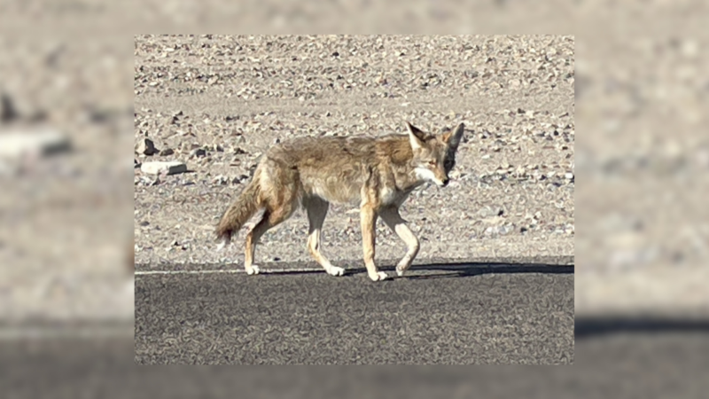 A Coyote Killed in a National Park Serves as a Sad Reminder to Drive Slowly and Keep Food to Yourself