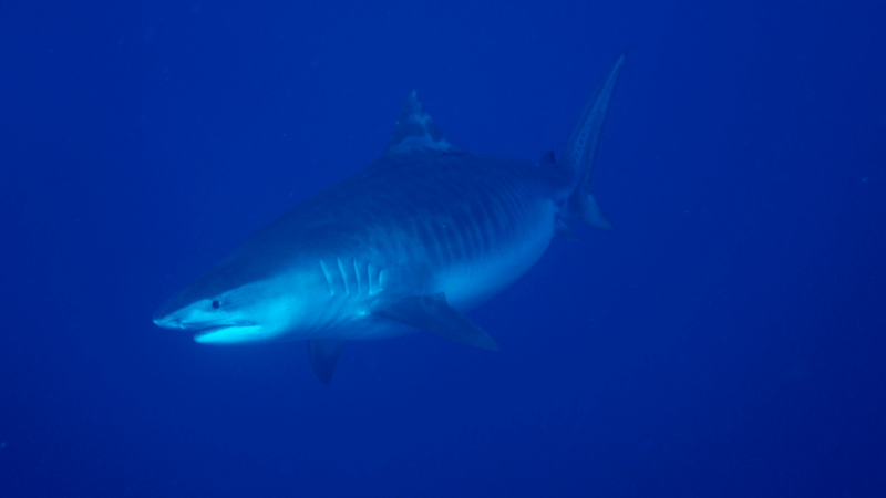 A Diver Explains How to Handle Sharks in This Terrifying Video