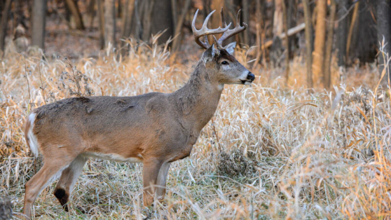 A late-season bowhunt in South Dakota eventually delivers during the secondary rut – Outdoor News