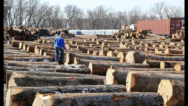 A look at Iowa’s timber industry — a small but valuable resource in the state – Outdoor News