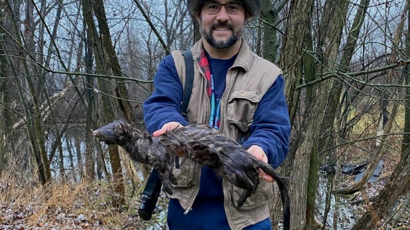 A mink trapping triumph story in Pennsylvania that was years in the making – Outdoor News