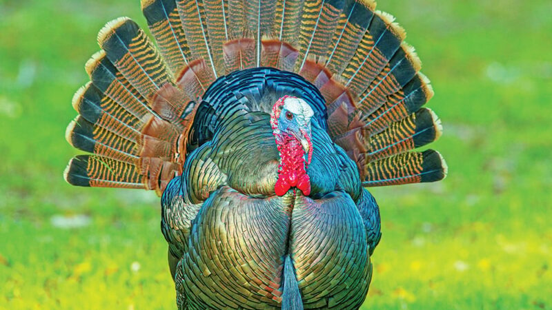 A New York hunter’s quest for a Florida Osceola gobbler proves to be a challenge – Outdoor News