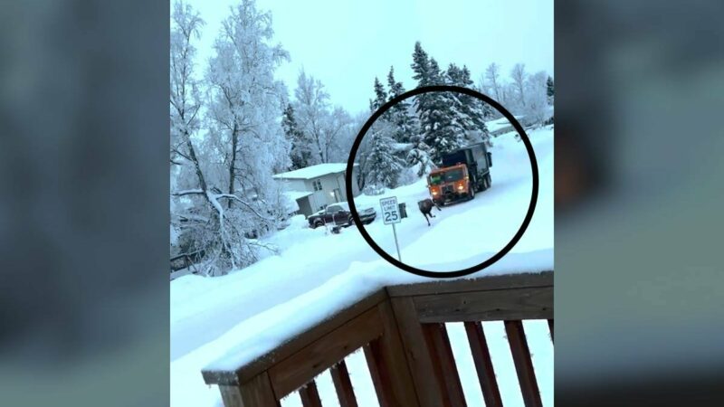 Alaska Garbage Truck Driver Chases Moose and Gets Canned