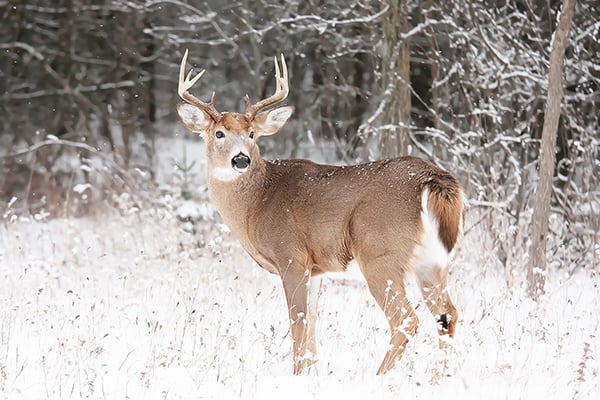 Are Minnesota deer already in the clear this winter? – Outdoor News