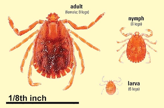 Asian longhorned ticks are in Pennsylvania, but no cause for concern yet – Outdoor News