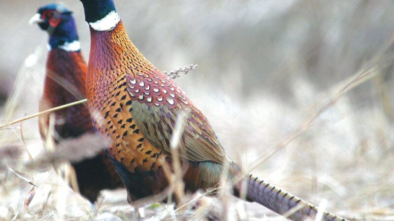 Avian influenza strikes pheasant hunting preserve in Pennsylvania – Outdoor News