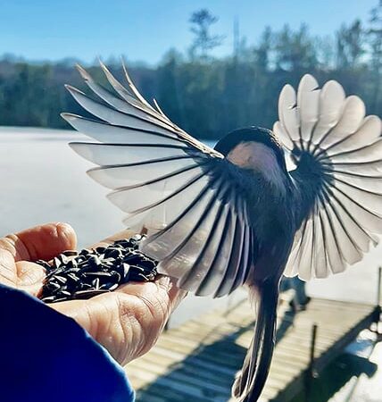 Backyard and Beyond: A black-capped chickadee feeds in hand – Outdoor News