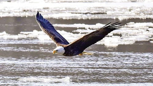Bald eagle watch is on in Illinois – Outdoor News