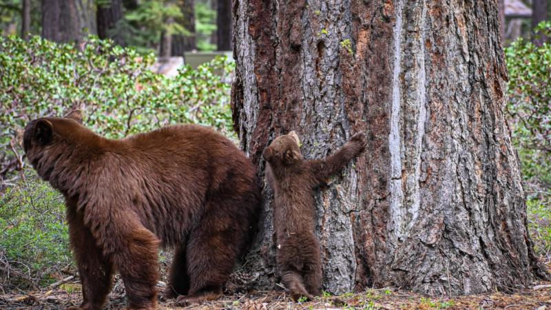 ‘Bears Are Perfectly Capable of Surviving on Their Own:’ Wildlife Officials Respond to Misinformation Spread Around Tahoe