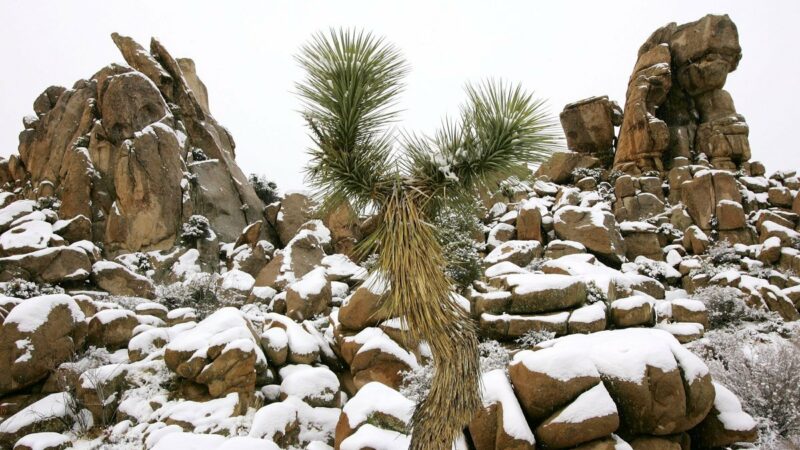 Beautiful Snowy Scenes from Joshua Tree National Park: How Rare is it?