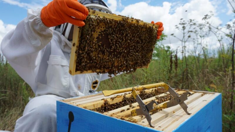 Beekeeping for Beginners: How to Keep Healthy and Happy Bees 