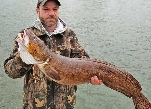 Beyond Minnesota: Indiana’s state-record burbot caught from Lake Michigan – Outdoor News