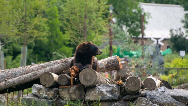 Black Bears on the Move: Are They Making Their Way Across Tennessee?