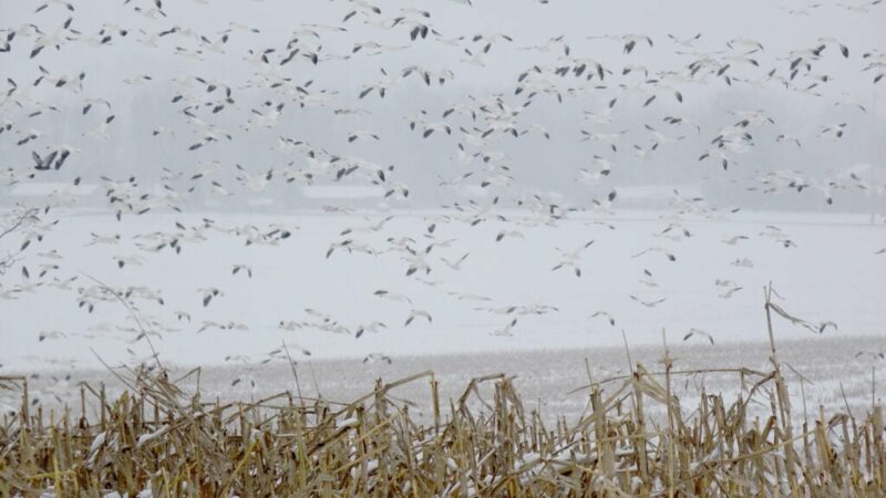 Cold, snowy days don’t bother snow geese migrating through Pennsylvania – Outdoor News