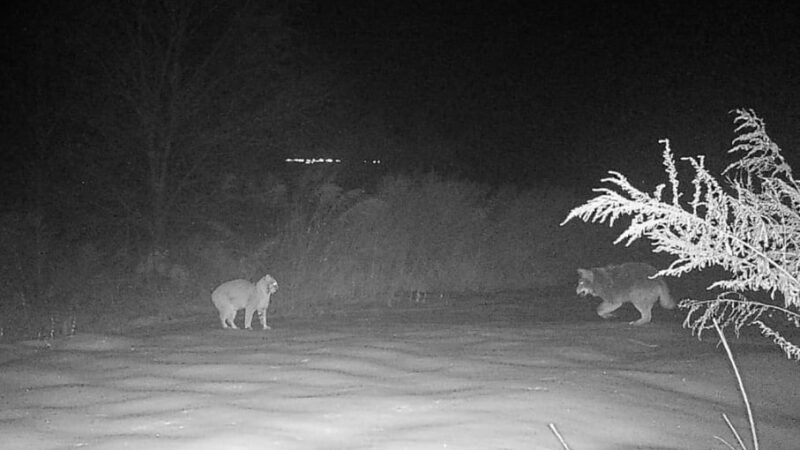 Coyote vs. bobcat encounter caught on trail camera in Pennsylvania – Outdoor News