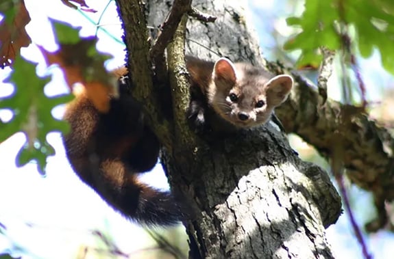Decision on American marten reintroduction tabled by Pennsylvania Game Commission – Outdoor News