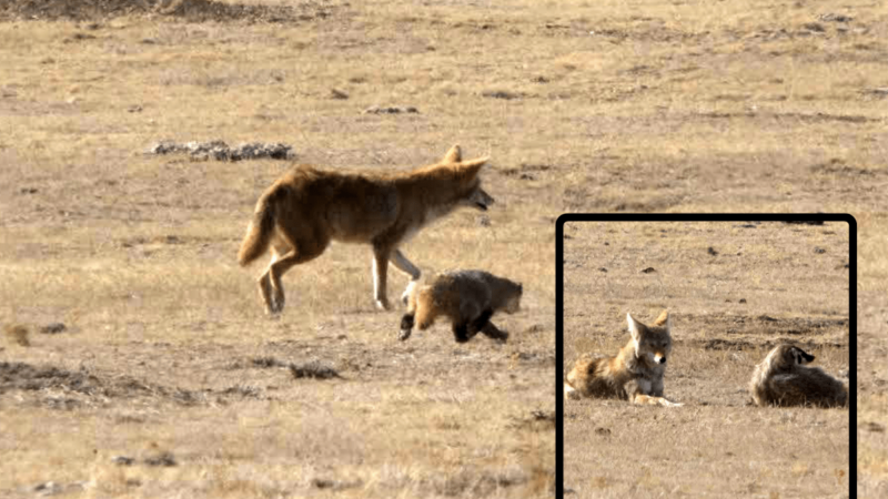 Do Coyotes and Badgers Hunt Together? This New Video Captures the Two in the Act