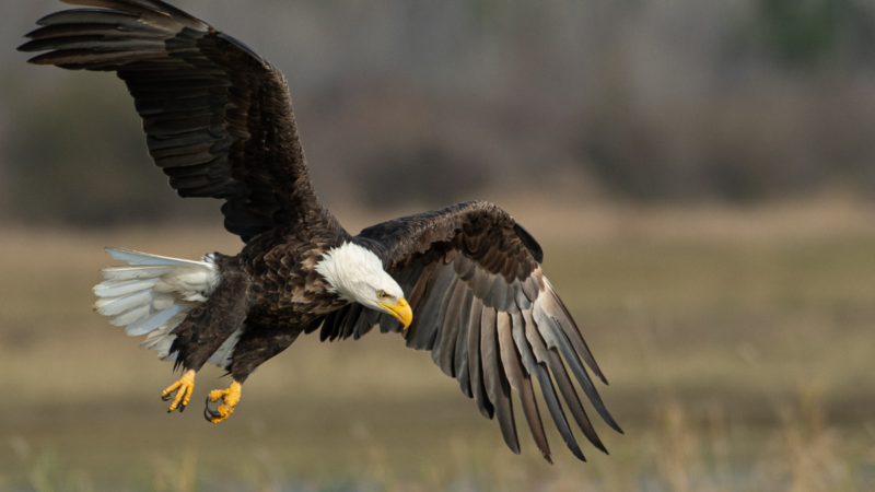 ‘Eagles by the Hundreds’: Have You Ever Seen This Many Bald Eagles Together in One Place?