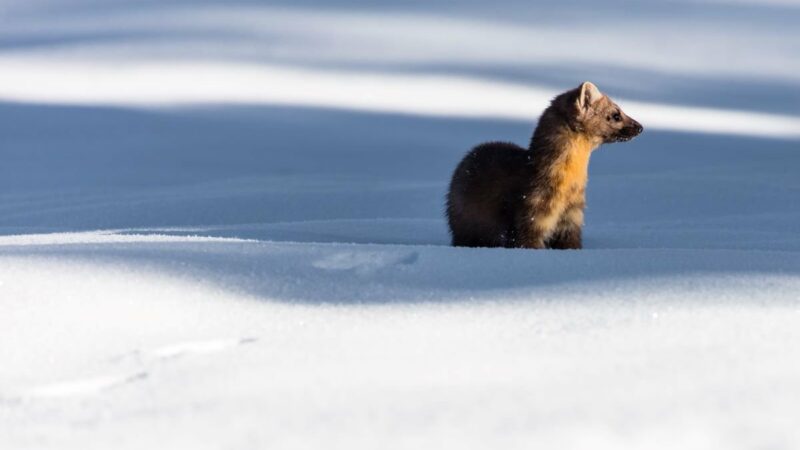 Elusive and Adorable American Marten Spotted on Wisconsin’s Madeline Island