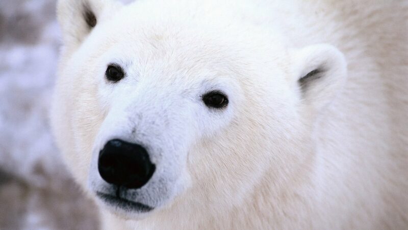 First Reported Death of a Polar Bear by Bird Flu