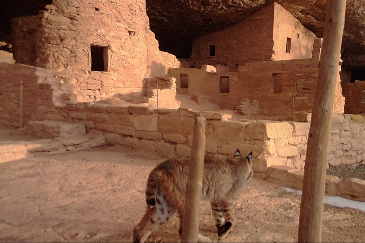 bobcat at mesa verde national park