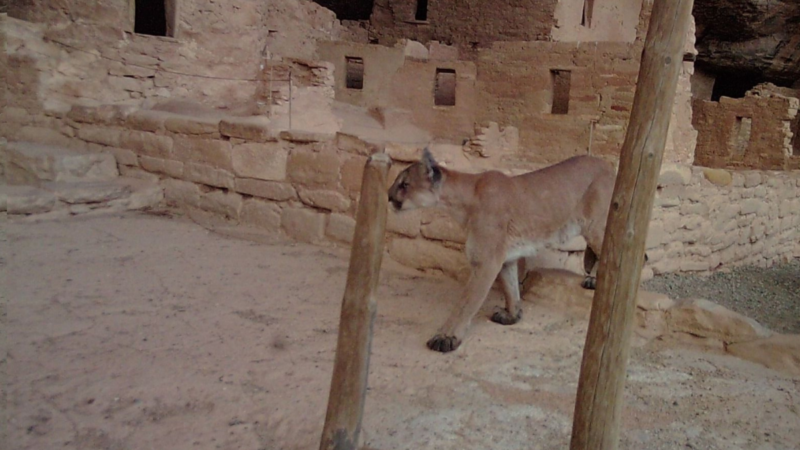 From Mountain Lions to Turkeys, See the Wide Range of Animals That Visit Mesa Verde National Park