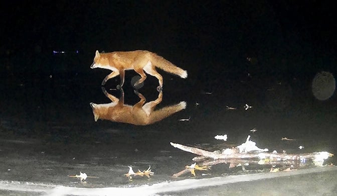 From the Backyard: A fox trot on ice – Outdoor News