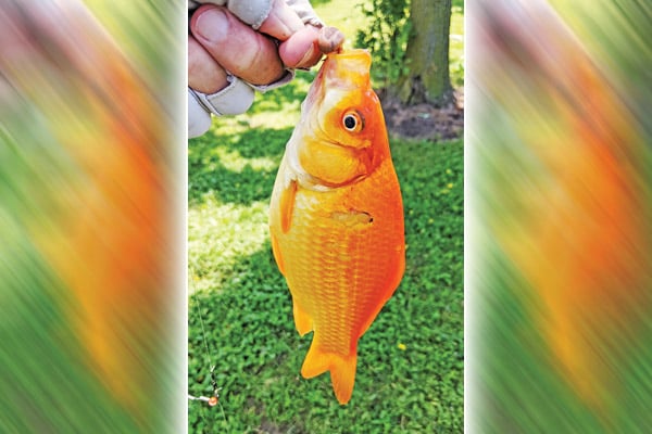 Goldfish are not a new phenomenon on Lake Erie – Outdoor News