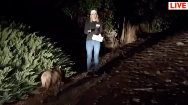 Have You Seen the Video of a Mountain Lion Walking Past a Reporter? Experts Say It’s Probably a Dog