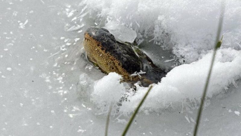 How Do Reptiles of Texas Survive a Freeze? Check out This Awesome Alligator Technique 