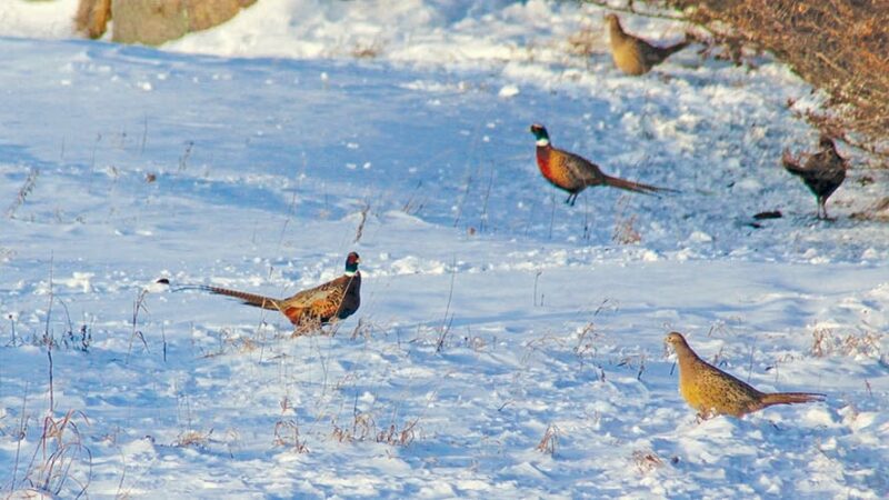 Impact of a mild winter on wildlife just one of the story lines North Dakota Game and Fish is following in 2024 – Outdoor News