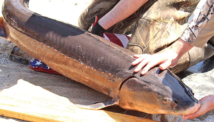 Is lake sturgeon the next iconic creature headed to the Endangered Species List? – Outdoor News