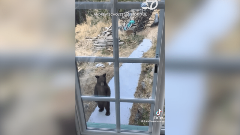 Is This a Real Bear or a Costume? The Internet is Laughing at This Hilarious Black Bear Video