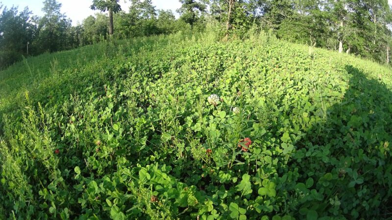 Is your food plot in need of improvement? Try frost seeding this spring – Outdoor News