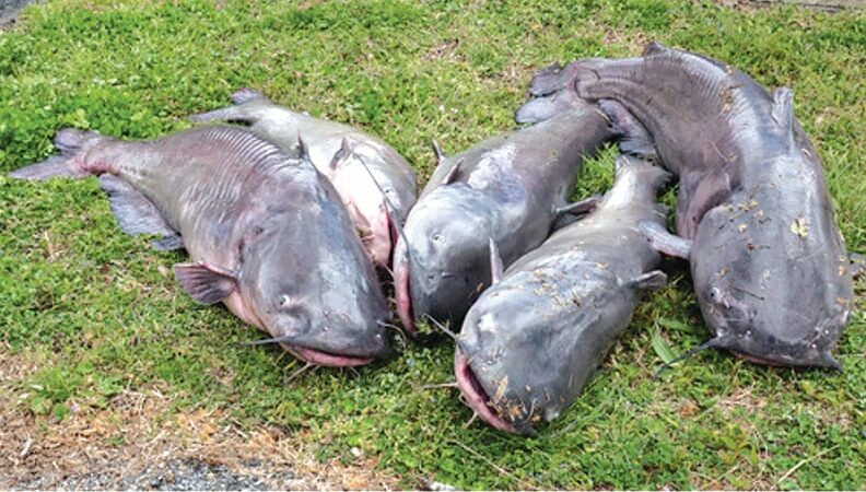 Maryland pursuing actions to control invasive catfish in Chesapeake Bay watershed – Outdoor News
