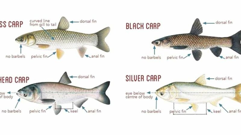 Michigan contains two carp species… and counting? – Outdoor News