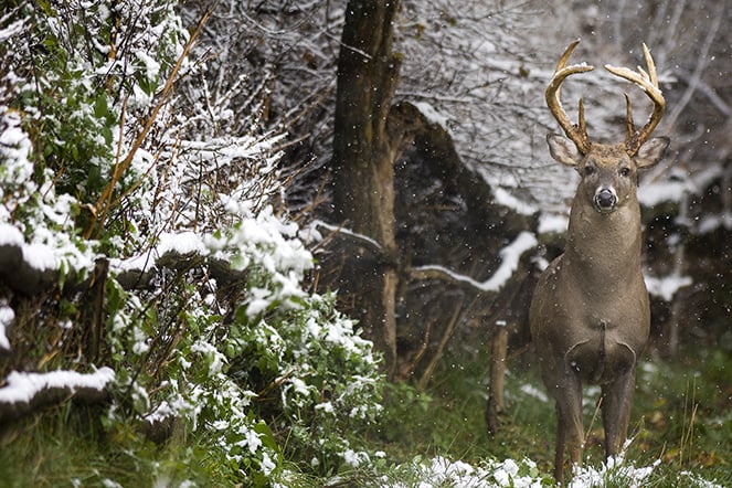 Michigan DNR launches Deer Management Initiative to tackle challenges in both Upper and Lower Peninsula – Outdoor News